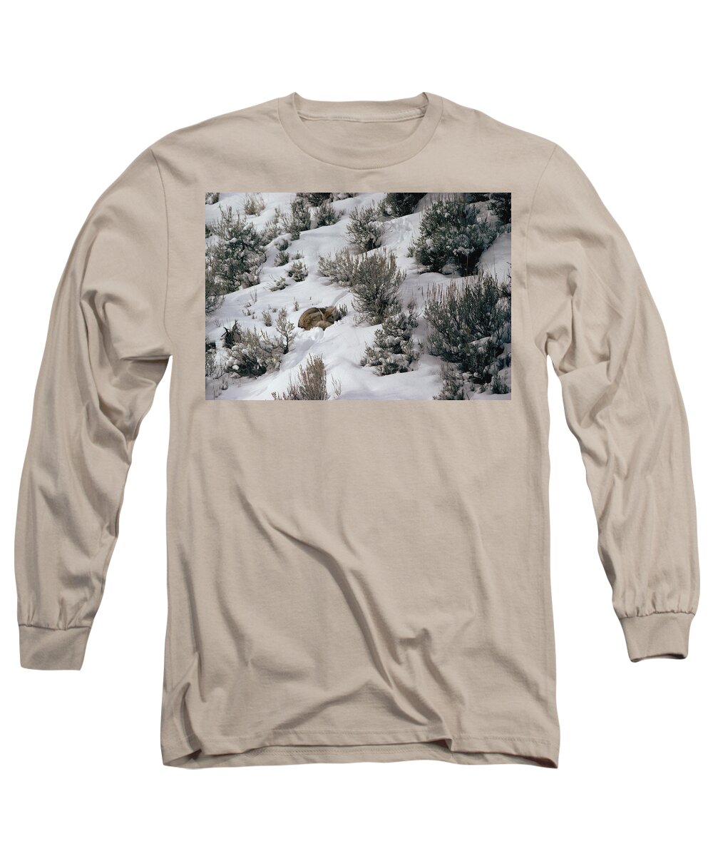 Mp Long Sleeve T-Shirt featuring the photograph Coyote Canis Latrans Sleeping Amid by Michael Quinton