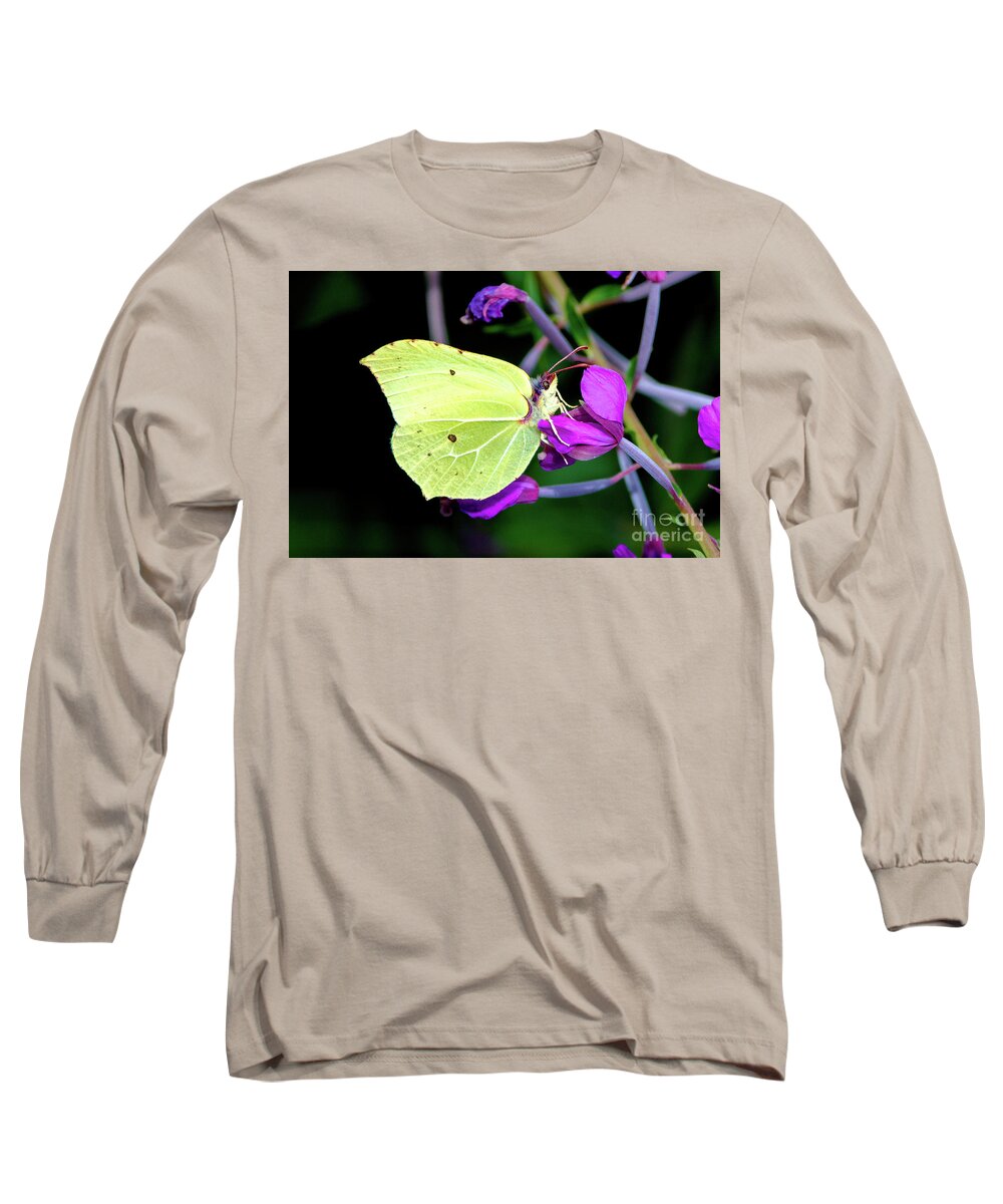 Animal Long Sleeve T-Shirt featuring the photograph Brimstone butterfly by Amanda Mohler