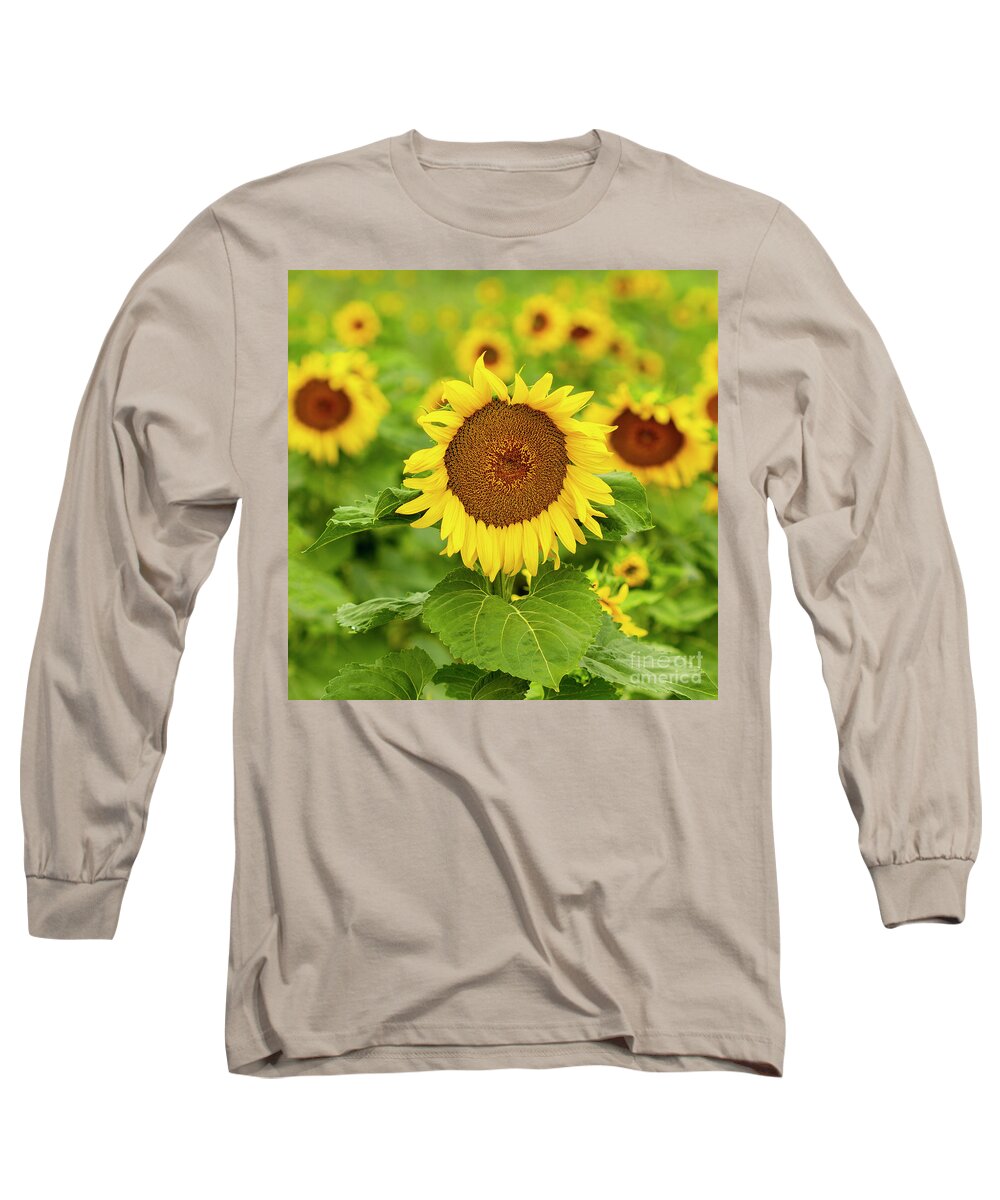 Sunflower Long Sleeve T-Shirt featuring the photograph Sunflower #1 by Ronda Kimbrow