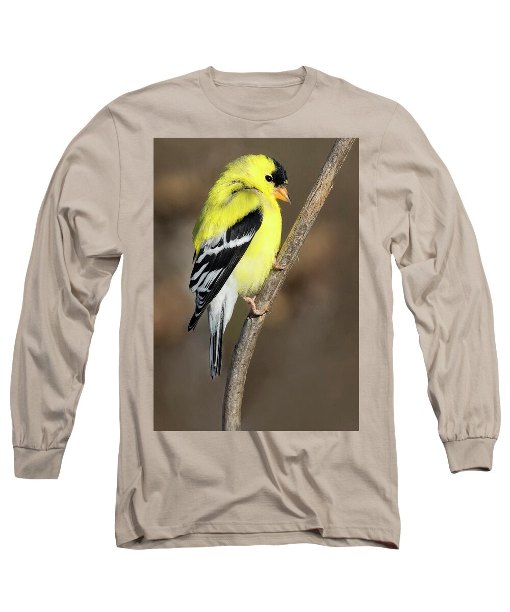 Bird Long Sleeve T-Shirt featuring the photograph America Goldfinch Glow by Art Cole