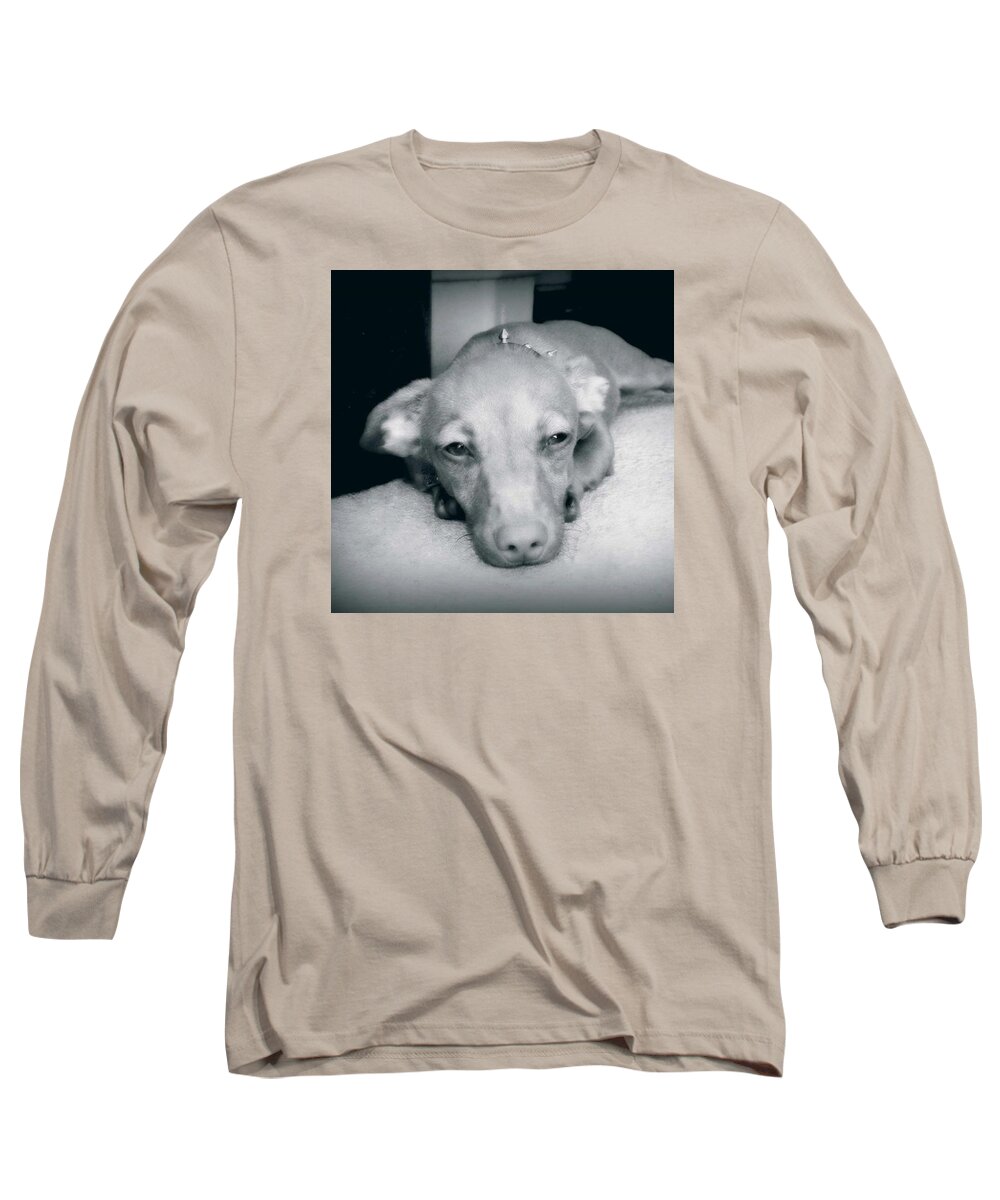 Wiener Dog Long Sleeve T-Shirt featuring the photograph Day Dreaming Doxie by Leah McPhail