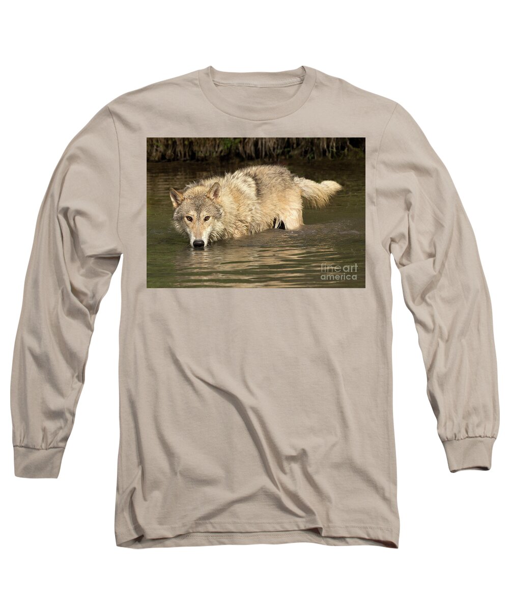 Gray Wolf Long Sleeve T-Shirt featuring the photograph Gray Wolf Drinks by Art Cole
