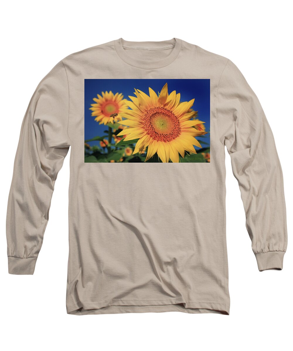 Grinter Long Sleeve T-Shirt featuring the photograph Heading for Gold by Chris Berry