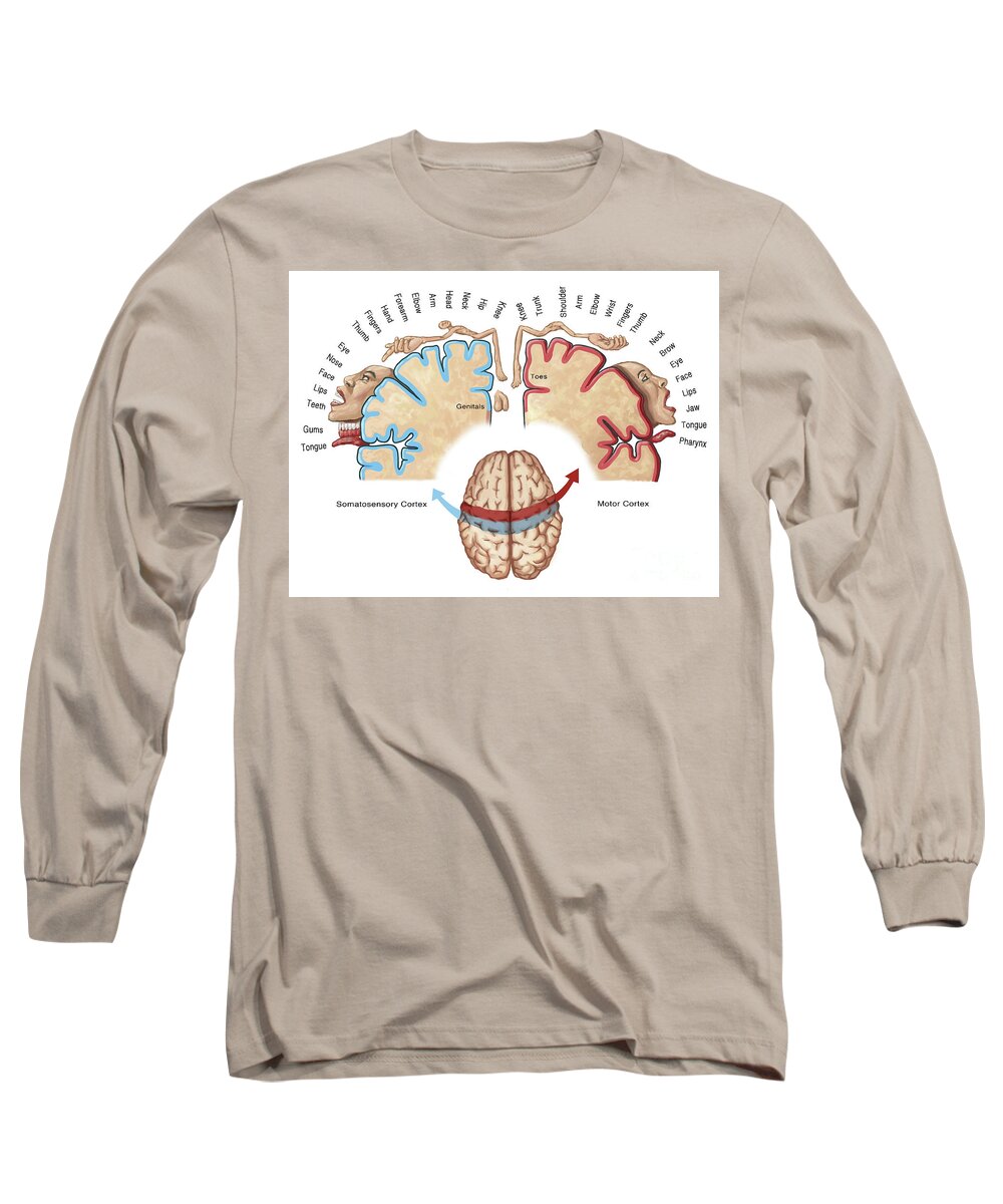Anatomy Long Sleeve T-Shirt featuring the photograph Homunculus Map by Spencer Sutton