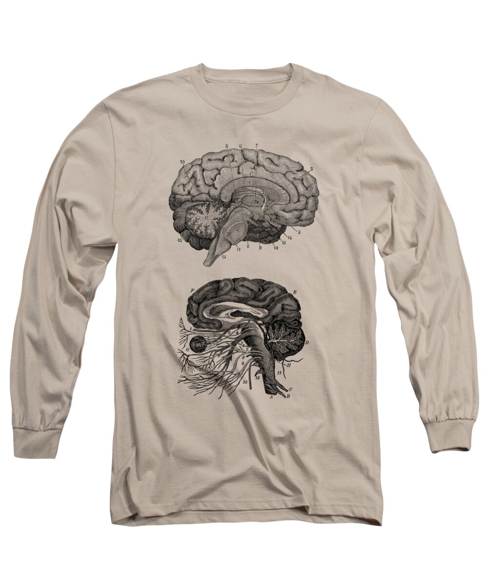 Brain Long Sleeve T-Shirt featuring the drawing Human Brain - Central Nervous System - Vintage Anatomy Print by Vintage Anatomy Prints