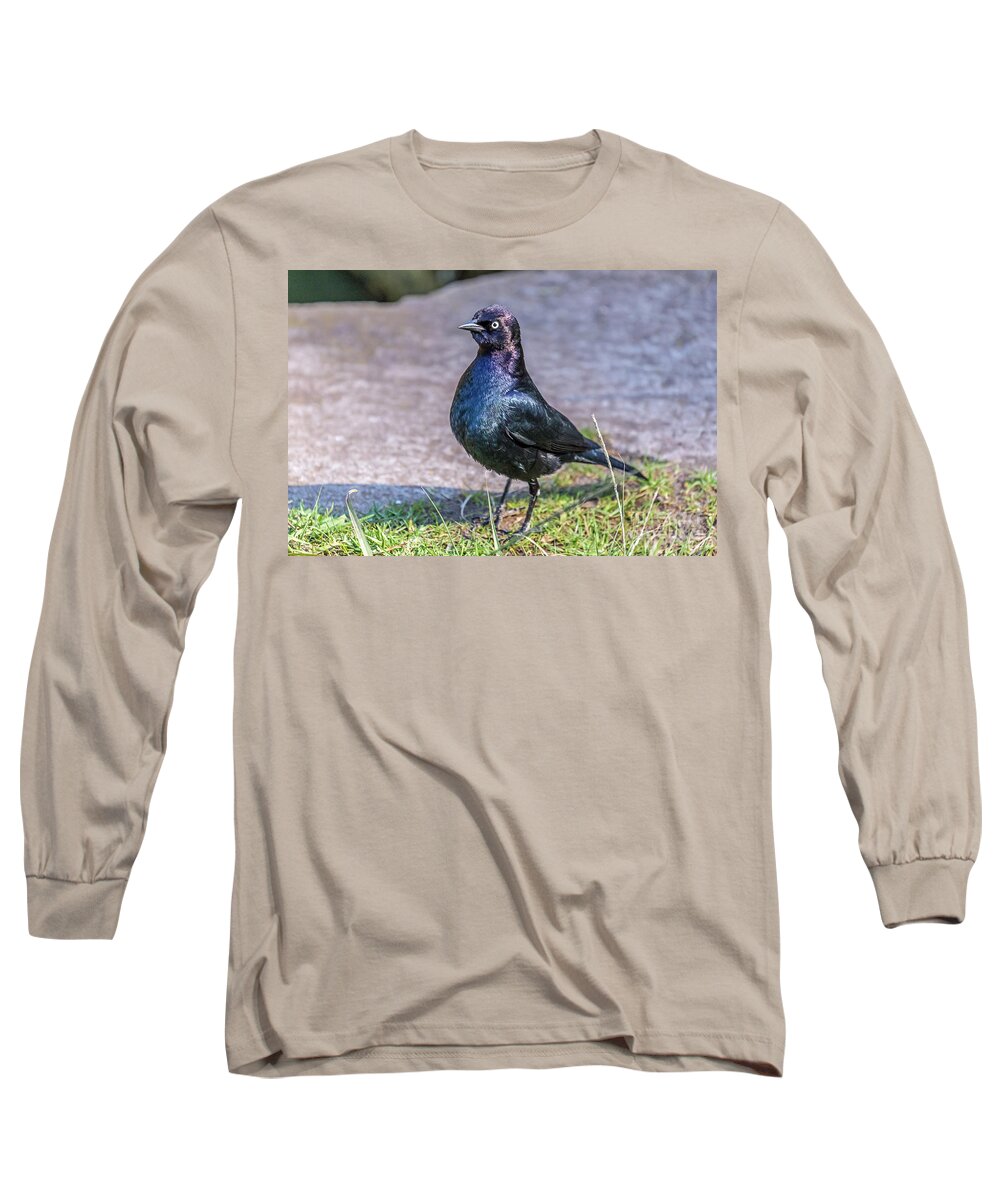 Brewer's Blackbird Long Sleeve T-Shirt featuring the photograph Iridescent Brewer by Kate Brown