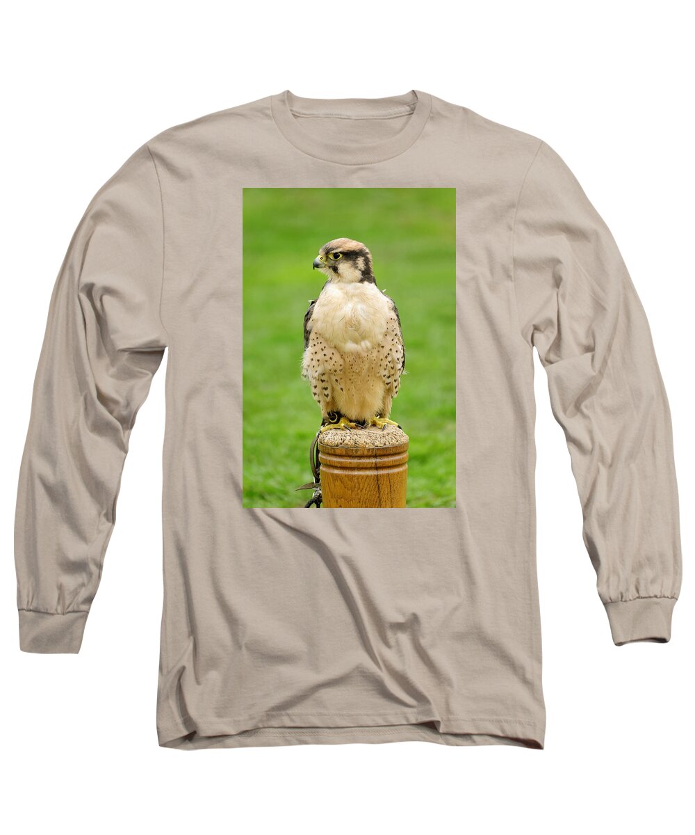 Britain Long Sleeve T-Shirt featuring the photograph Lanna Falcon - Falco biarmicus by Rod Johnson