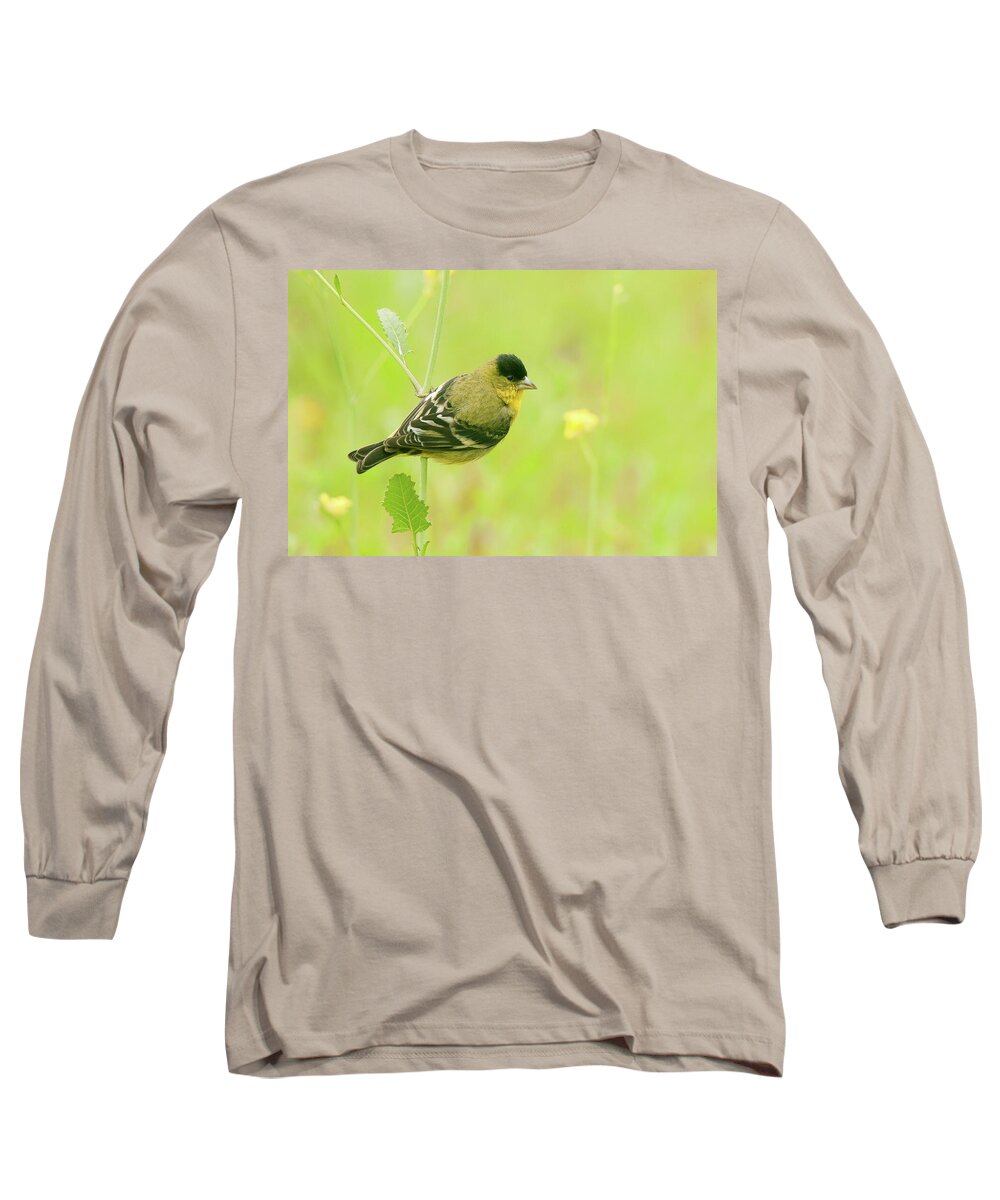Spring Migration Long Sleeve T-Shirt featuring the photograph Lesser Goldfinch by Ram Vasudev
