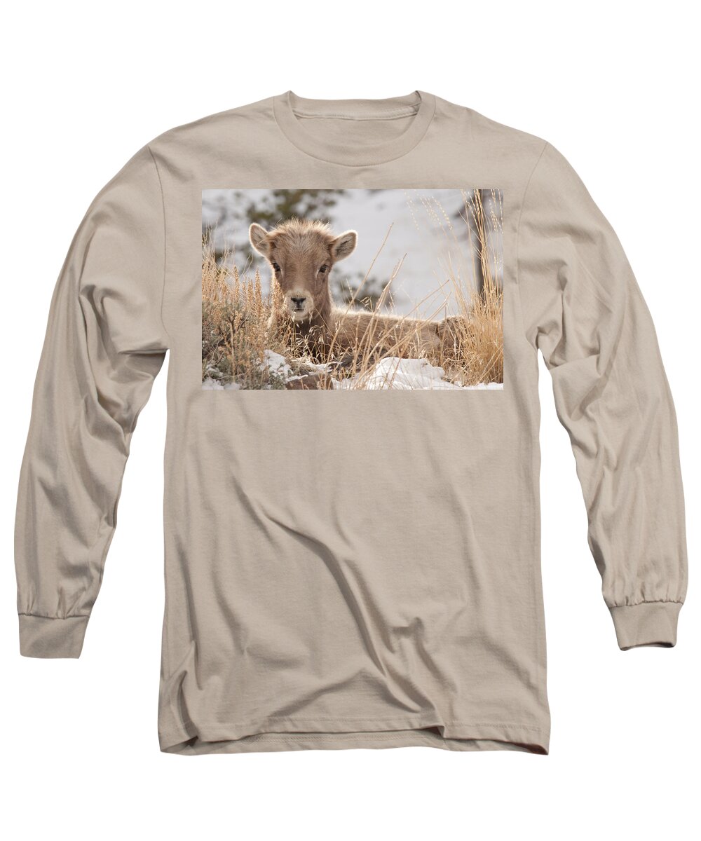 Bighorn Sheep Long Sleeve T-Shirt featuring the photograph Little Bighorn by Gary Beeler