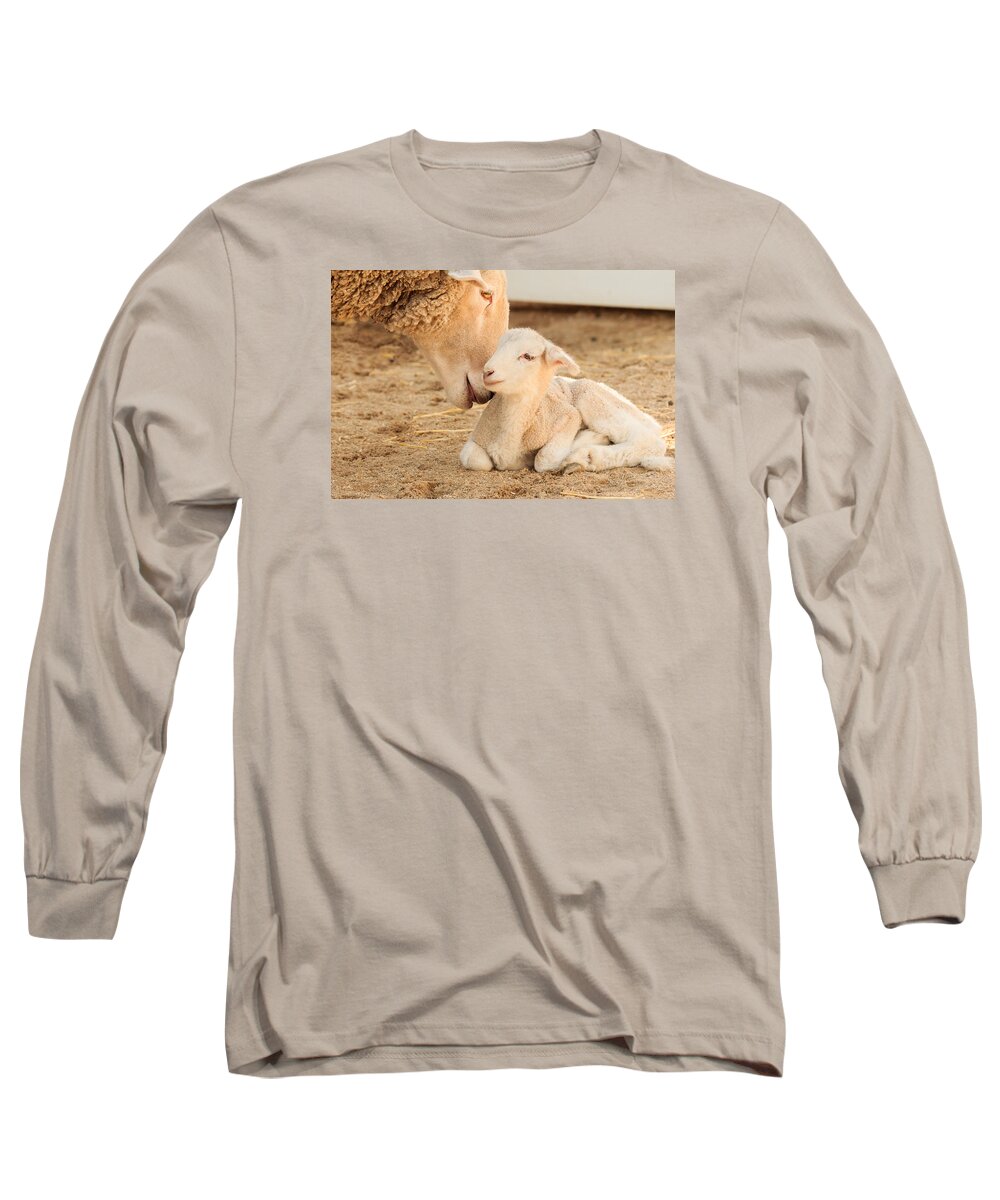 Cosley Zoo Long Sleeve T-Shirt featuring the photograph Mother Sheep with Newborn Lamb by Joni Eskridge