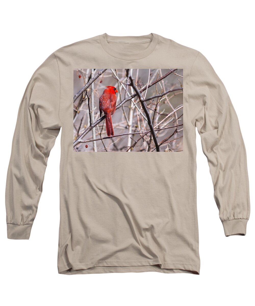 Heron Heaven Long Sleeve T-Shirt featuring the photograph Northern Cardinal In The Sun by Ed Peterson