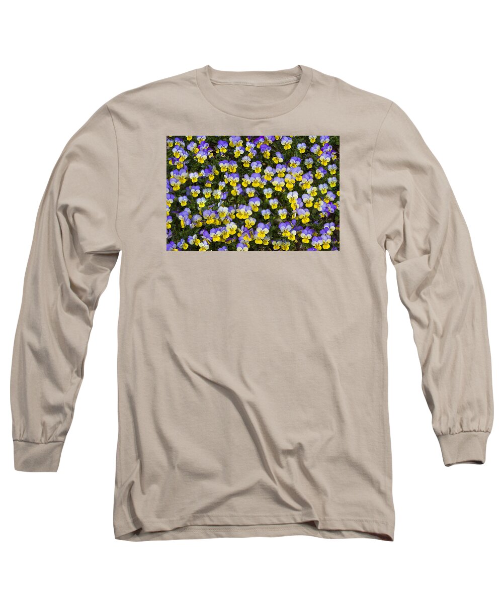 Pansy Long Sleeve T-Shirt featuring the photograph Pick Me-Pansies by Ken Barrett