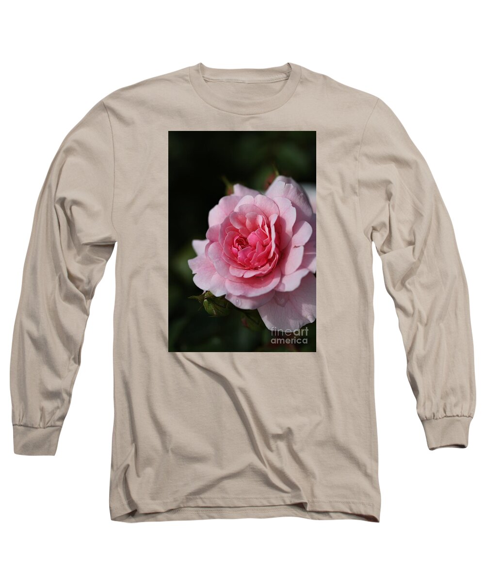Floribunda Rose Long Sleeve T-Shirt featuring the photograph Pink Shades Of Rose by Joy Watson