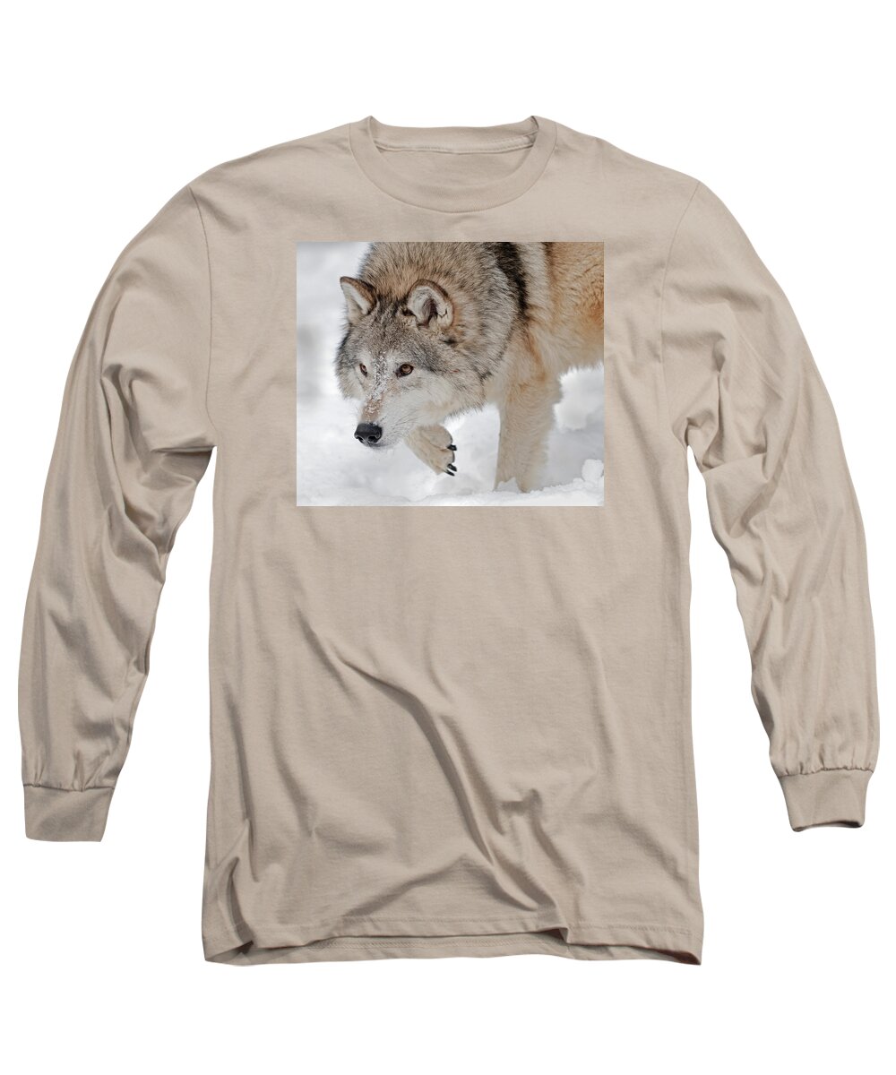 Wolf Long Sleeve T-Shirt featuring the photograph Prowling Wolf by Scott Read