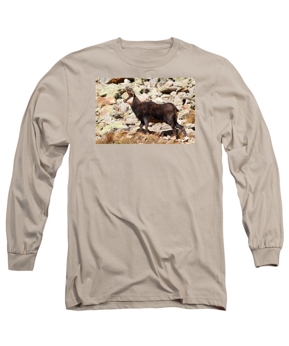 Chamois Long Sleeve T-Shirt featuring the photograph Ready for the Challenge by Richard Patmore