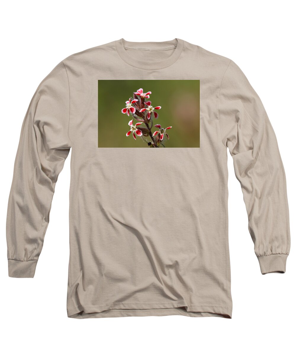 Plants Long Sleeve T-Shirt featuring the photograph Silene by Richard Patmore