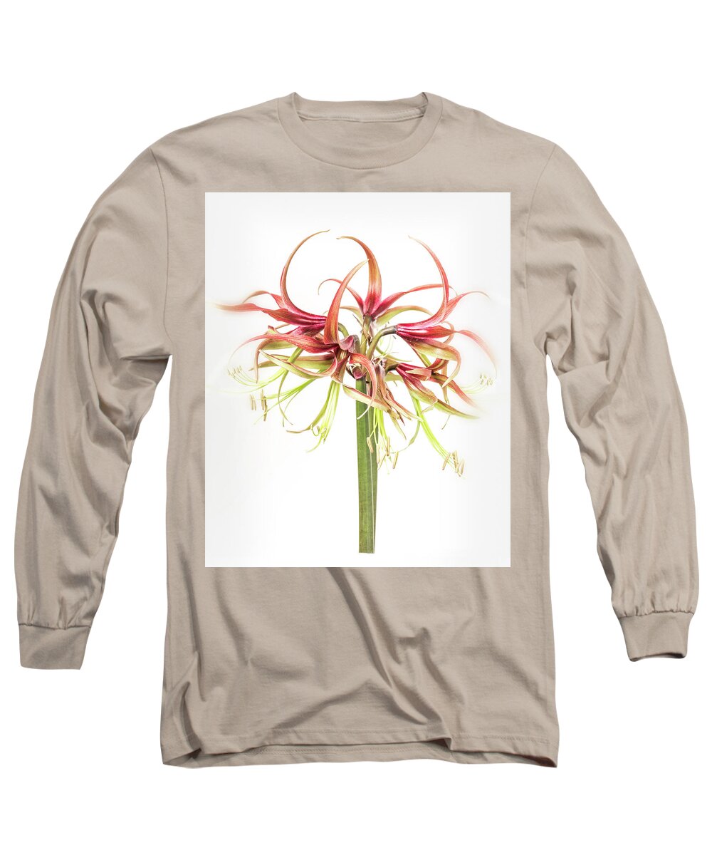 Flower Long Sleeve T-Shirt featuring the photograph Spidery amaryllis called Chico by Usha Peddamatham