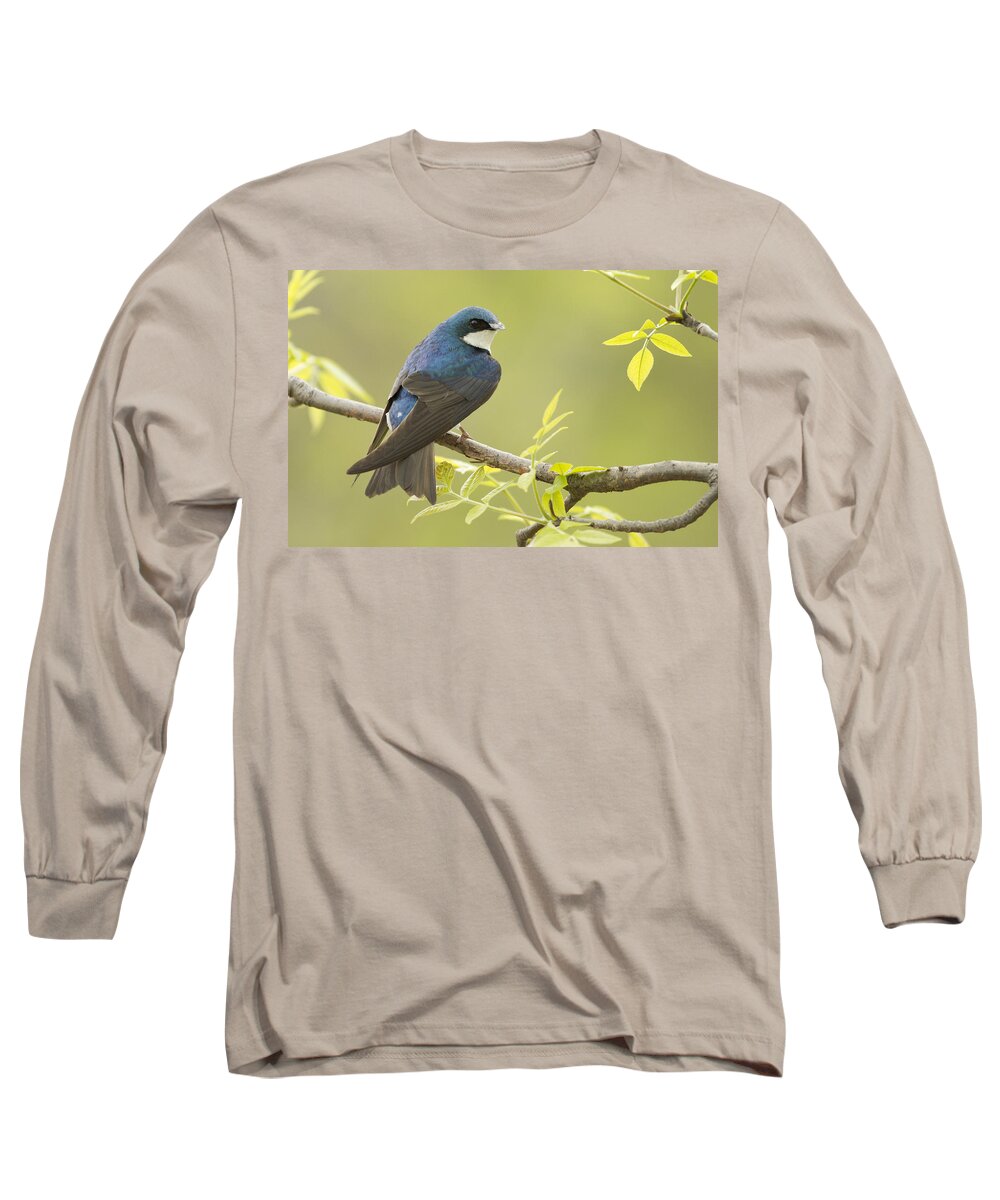 Male Long Sleeve T-Shirt featuring the photograph Swallow by Mircea Costina Photography