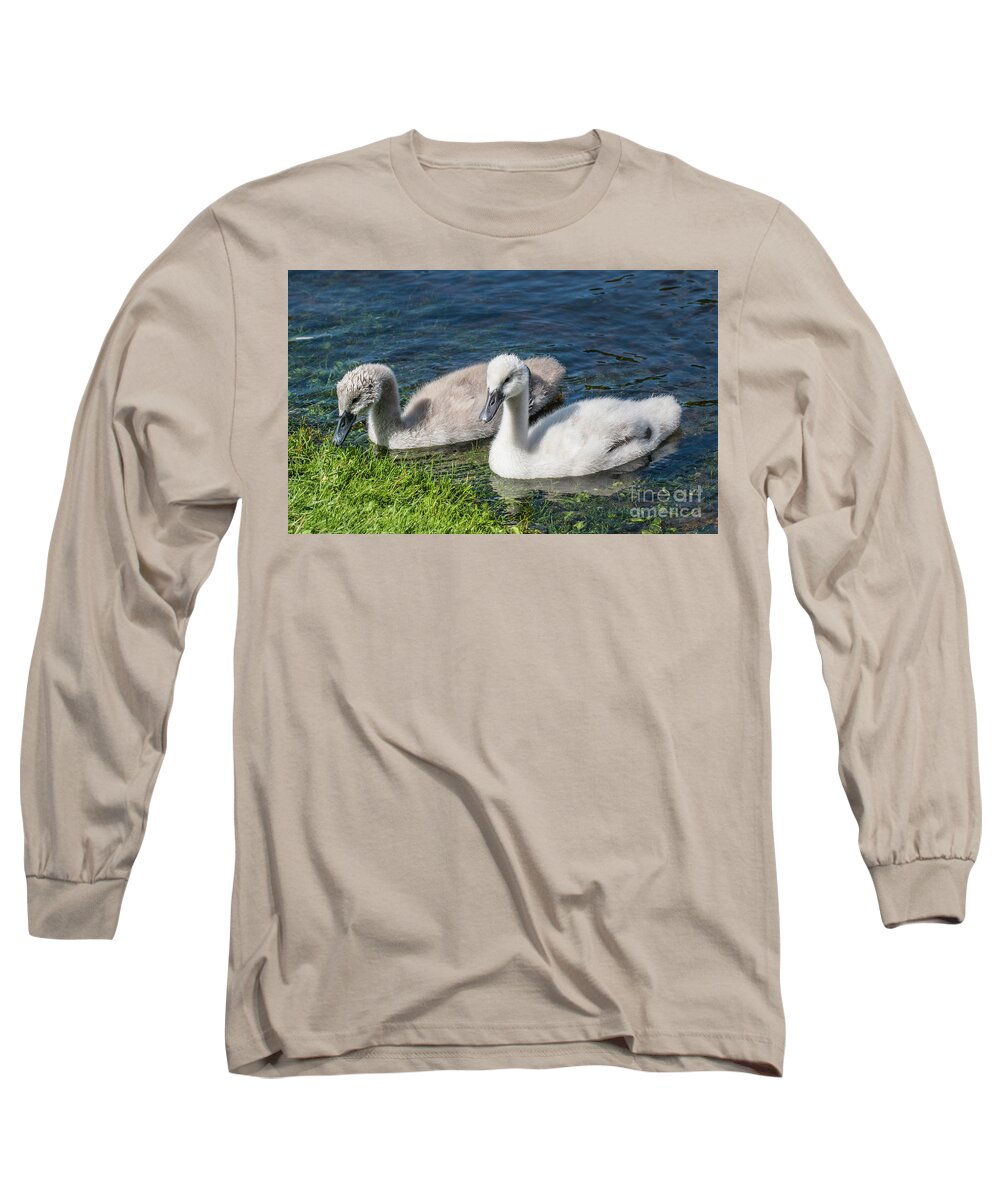 Cygnus Olor Long Sleeve T-Shirt featuring the photograph Two young cygnets of mute swan swimming in a lake by Amanda Mohler