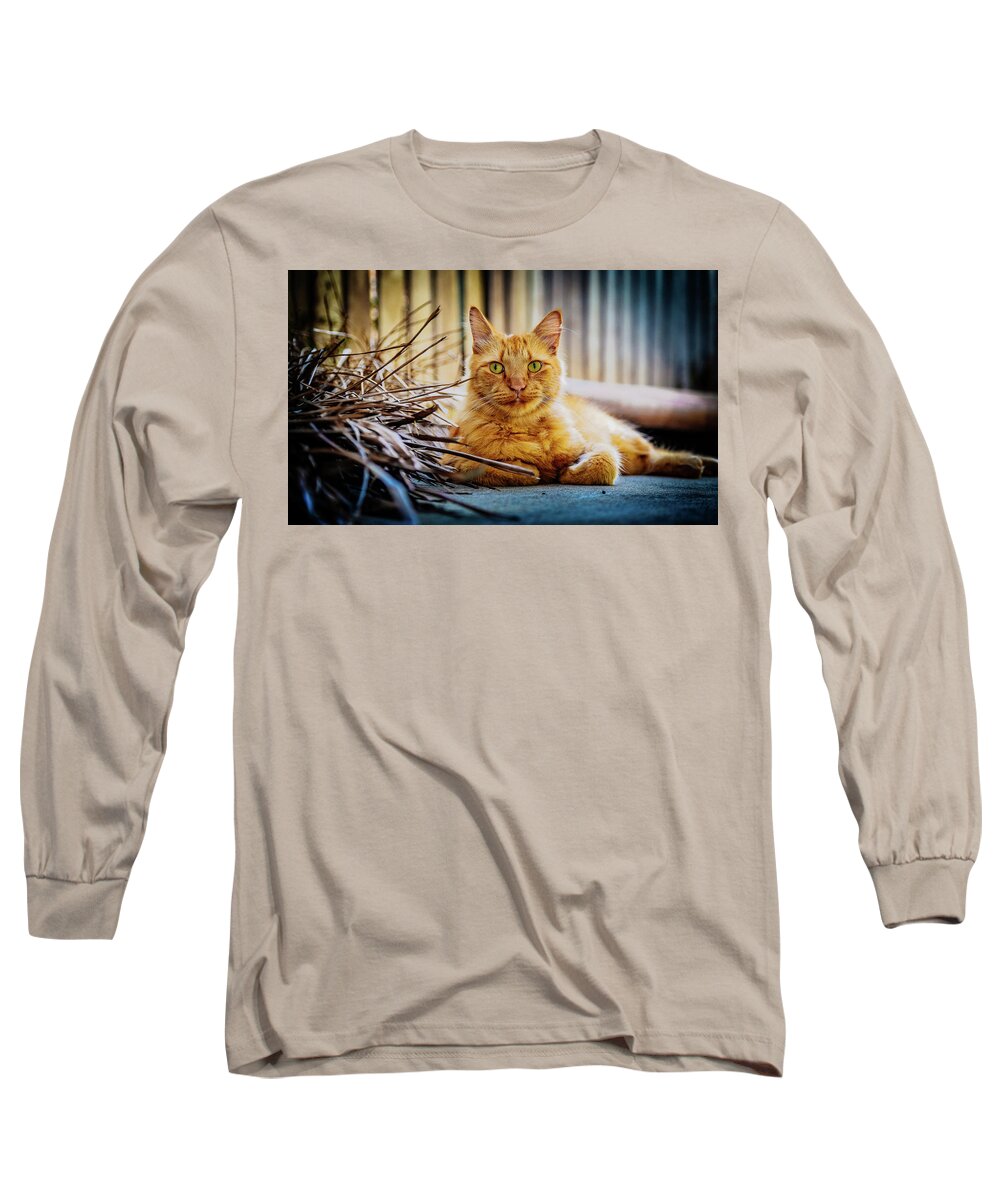 Cat Long Sleeve T-Shirt featuring the photograph Whos Cat Is This? by Leon Jones