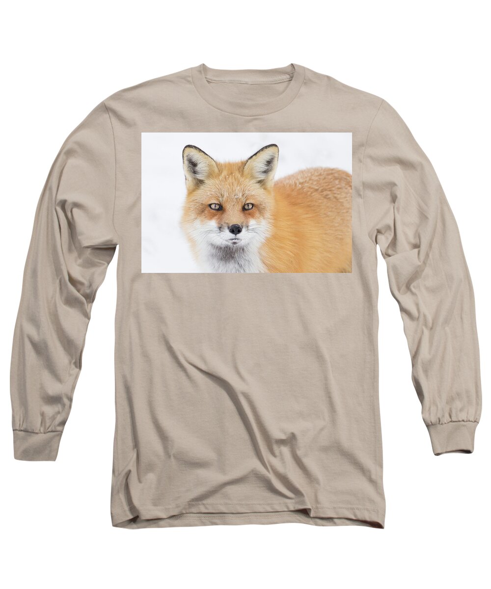 Animal Long Sleeve T-Shirt featuring the photograph Winter Portrait by Mircea Costina Photography