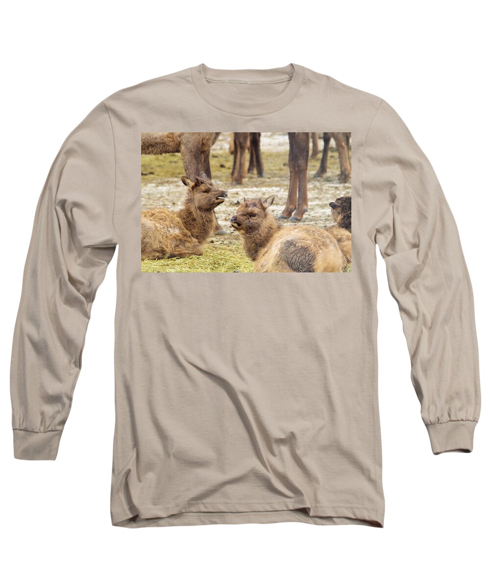 Two Young Elk Long Sleeve T-Shirt featuring the photograph Yearlings by Jeff Swan