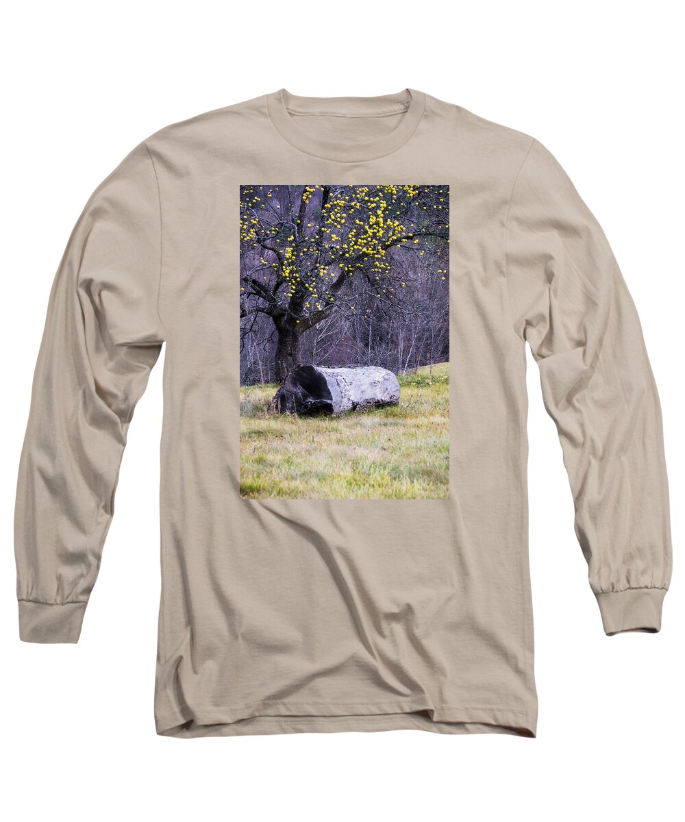 Sunset Lake Road West Brattleboro Vermont Long Sleeve T-Shirt featuring the photograph Yellow Apples by Tom Singleton