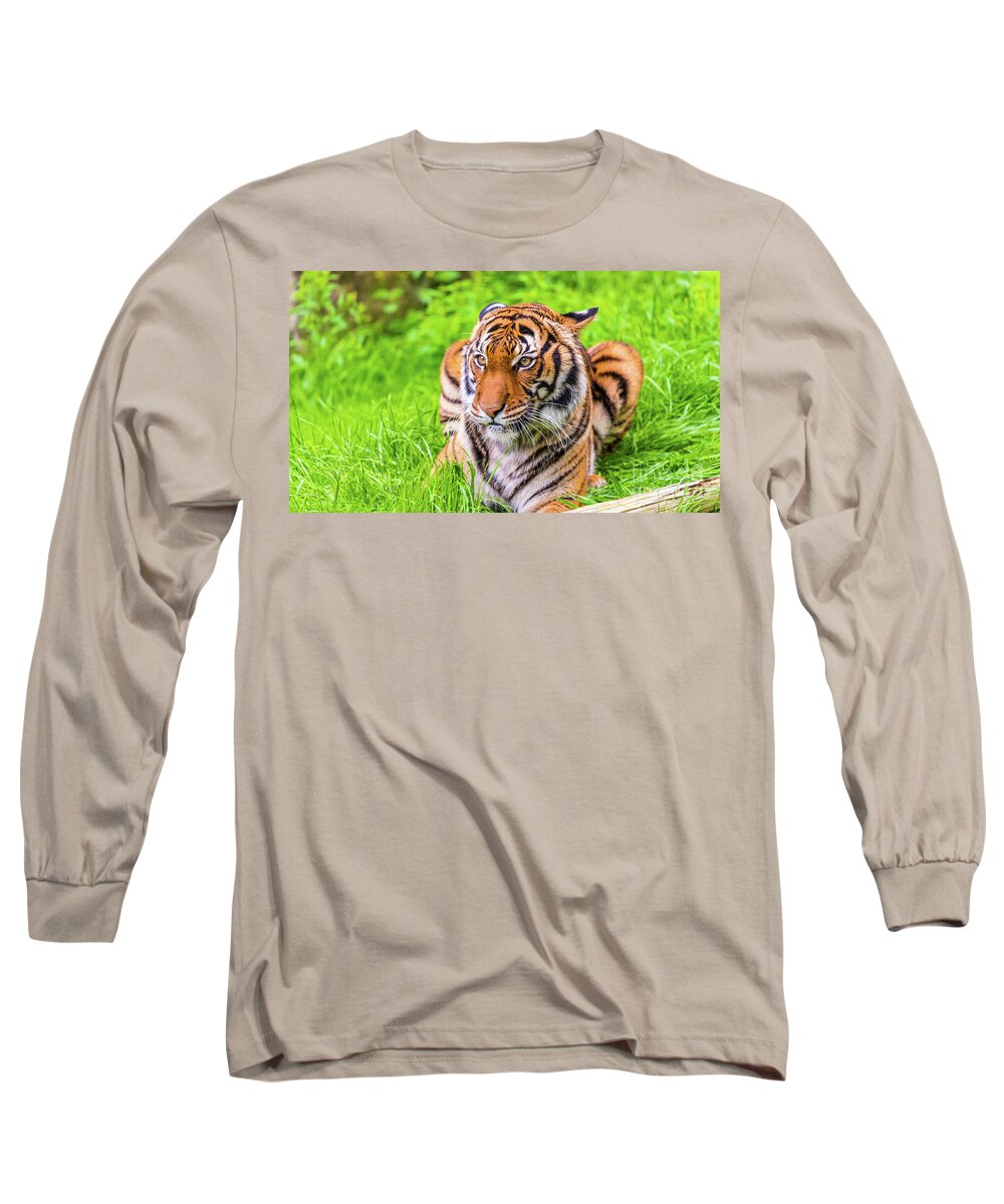 Animal Long Sleeve T-Shirt featuring the photograph Ready to Pounce by Dheeraj Mutha