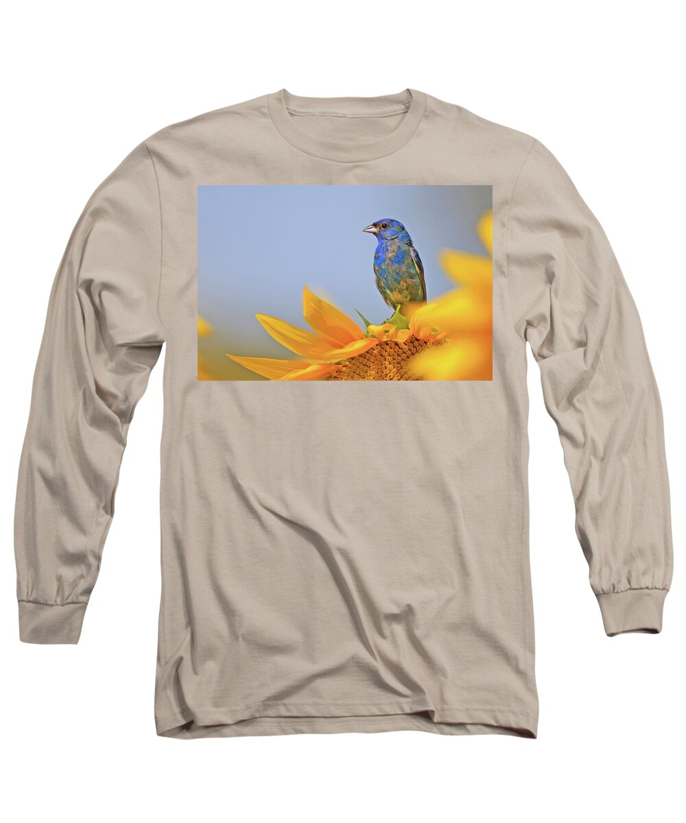 Indigo Bunting Long Sleeve T-Shirt featuring the photograph An Indigo Bunting Perched on a Sunflower #2 by Shixing Wen