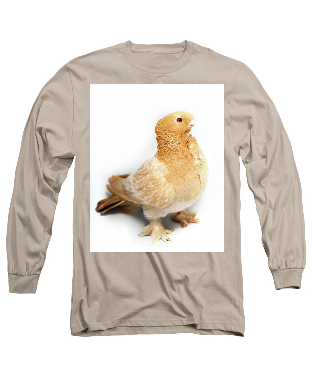 Pigeon Long Sleeve T-Shirt featuring the photograph Yellow Modern Frill Pigeon #2 by Nathan Abbott