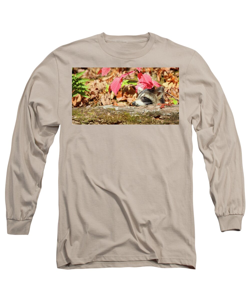 Raccoon Long Sleeve T-Shirt featuring the photograph Ah...The Warmth Of A Fall Day by Scott Burd