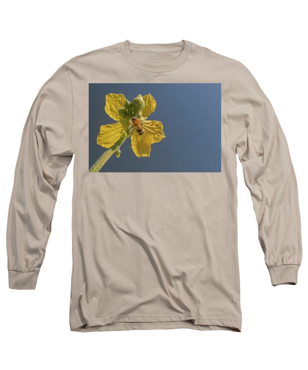 Yellow Flower Long Sleeve T-Shirt featuring the photograph Yellow Flower in the Blue Sky by Puttaswamy Ravishankar