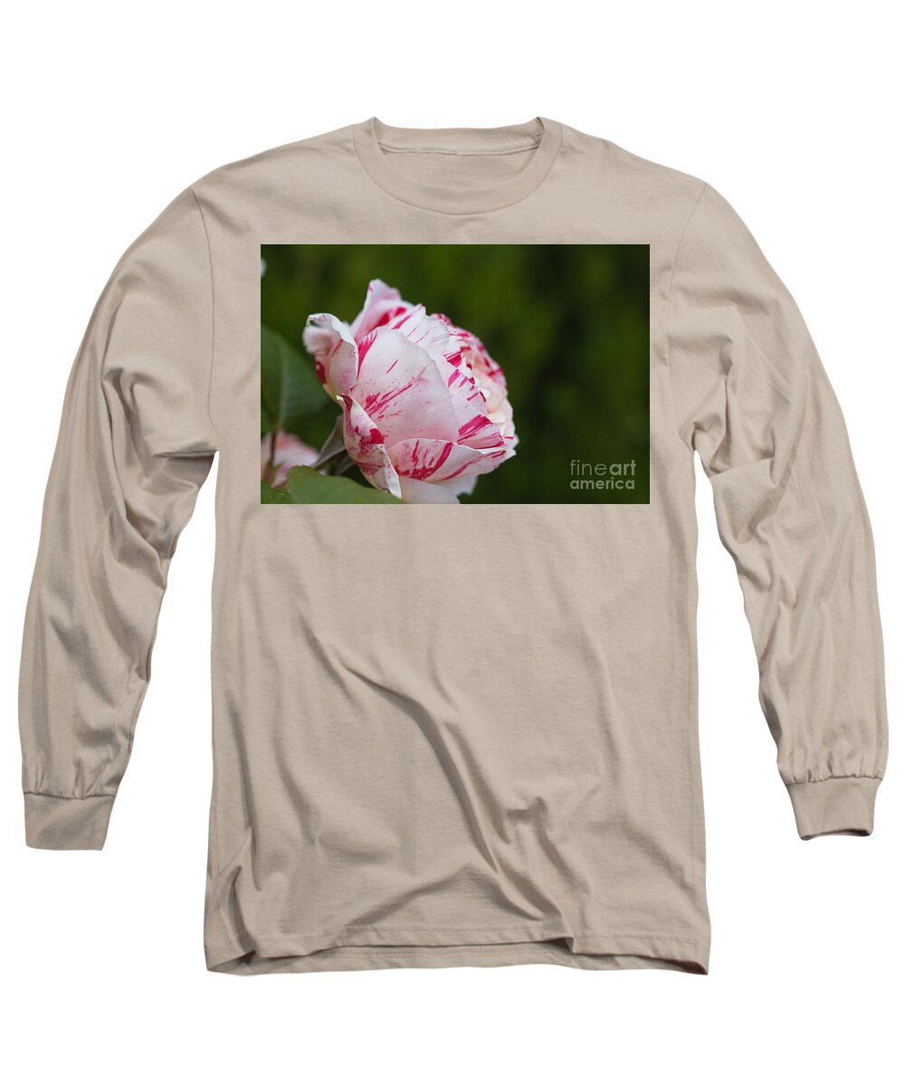 Floribunda Rose Long Sleeve T-Shirt featuring the photograph Candy Pink Rose by Joy Watson