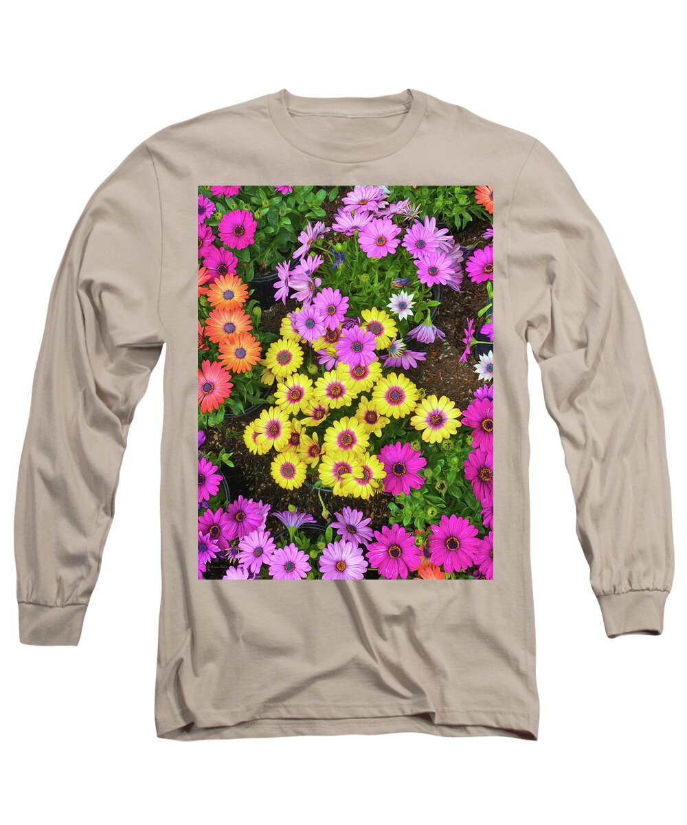 Daisy Long Sleeve T-Shirt featuring the photograph Colorful Spring Daisies by Bonnie Follett