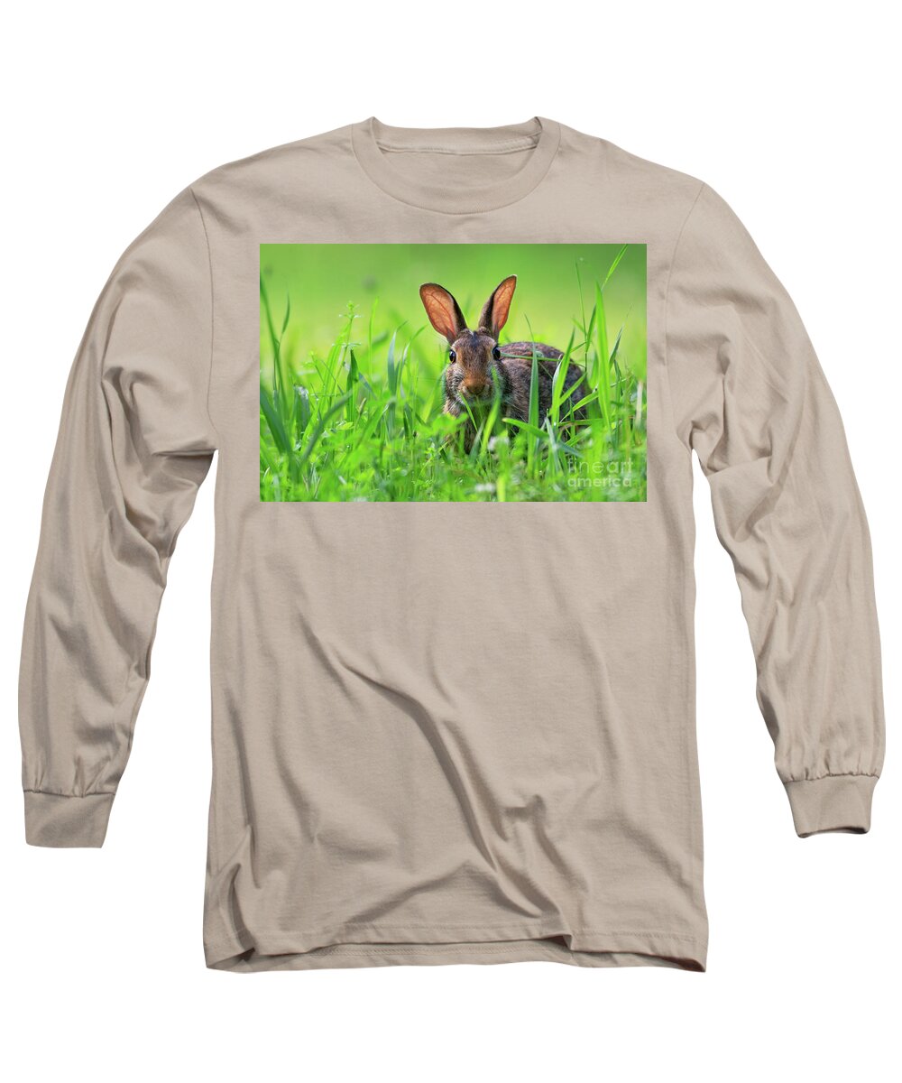 Bunny Long Sleeve T-Shirt featuring the photograph Cottontail rabbit in the grass by Rehna George
