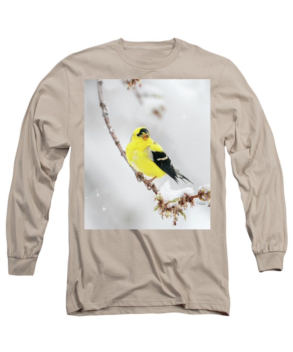 Goldfinch Long Sleeve T-Shirt featuring the photograph Goldfinch in snow by Judi Dressler