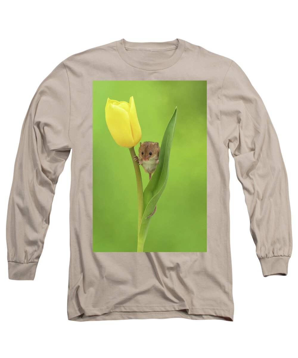 Harvest Long Sleeve T-Shirt featuring the photograph Harvest Mouse- 1 by Miles Herbert