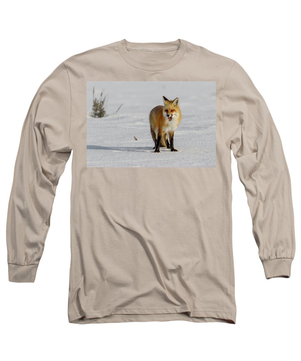 Fox Long Sleeve T-Shirt featuring the photograph Lick by Ronnie And Frances Howard
