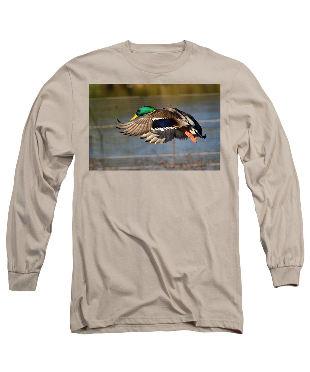 Male Long Sleeve T-Shirt featuring the photograph Male Mallard In Flight by Neil R Finlay