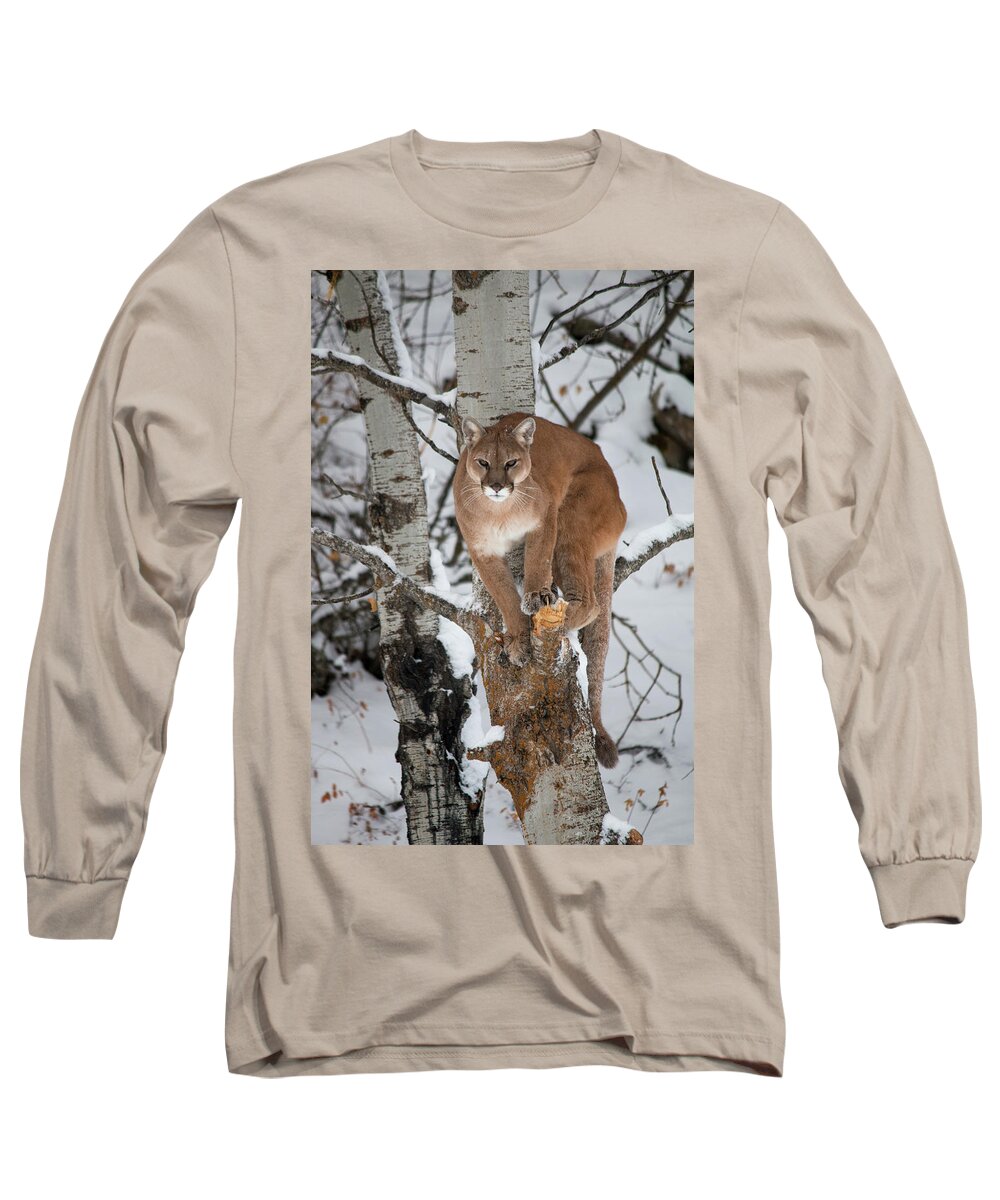Animal Long Sleeve T-Shirt featuring the photograph Mountain Lion in a Tree by Teresa Wilson