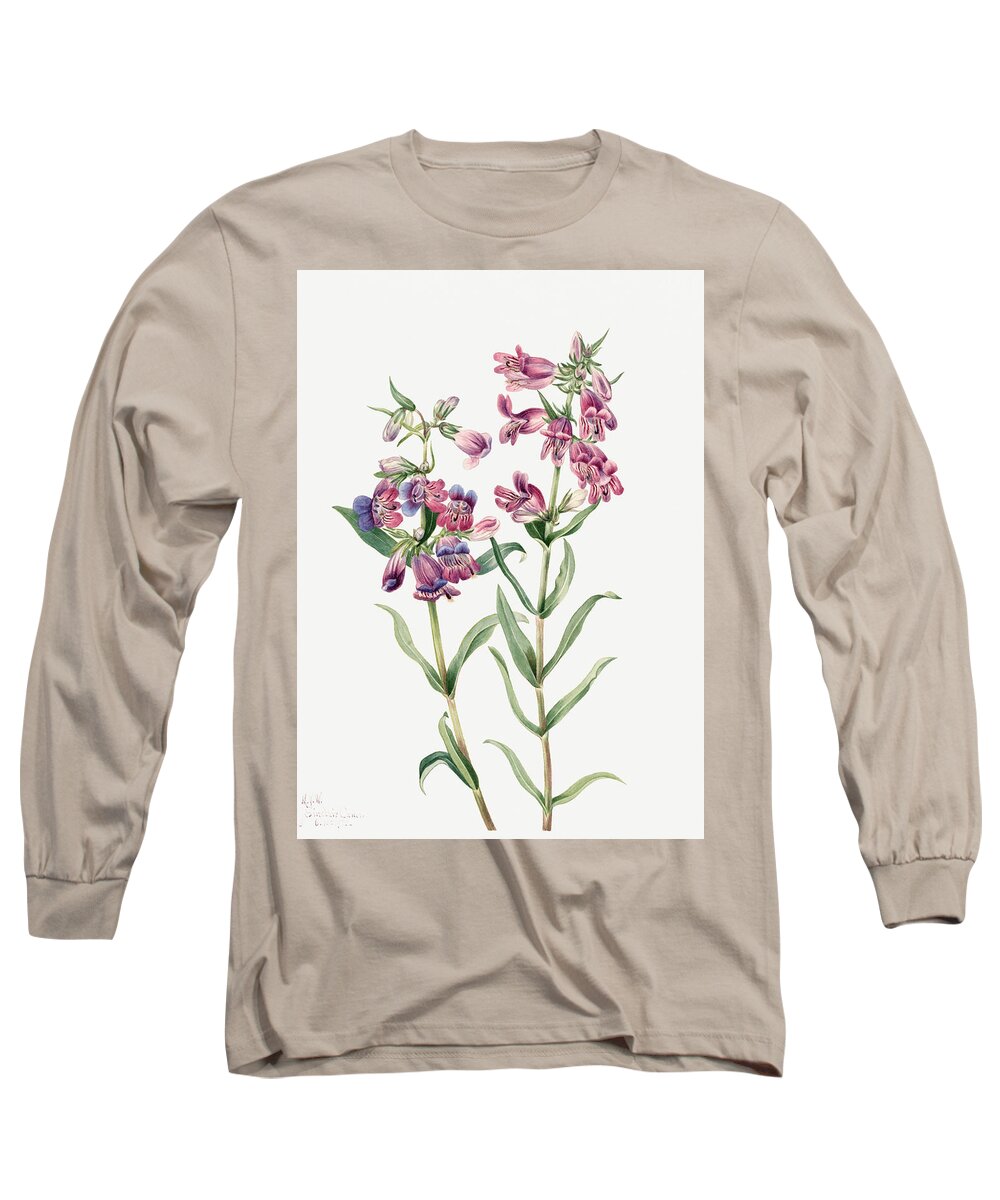 Prairie Penstemon Long Sleeve T-Shirt featuring the painting Prairie Penstemon by Mary Vaux Walcott. by World Art Collective