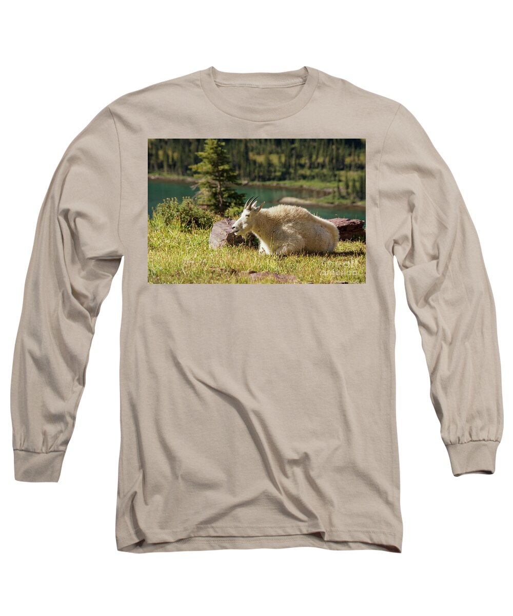 Glacier National Park Long Sleeve T-Shirt featuring the photograph Resting Mountain Goat by Nancy Gleason