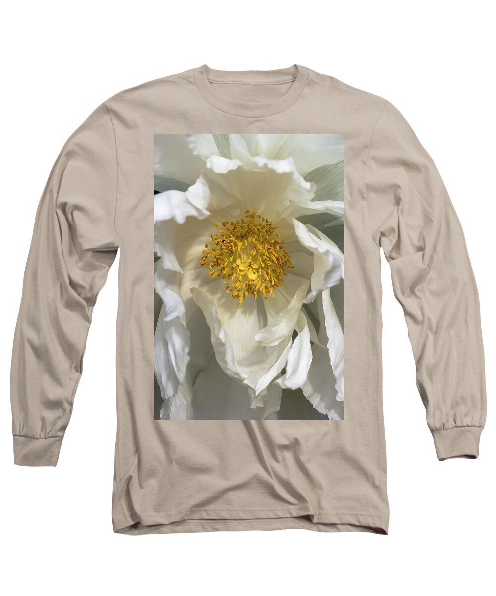 Flower Long Sleeve T-Shirt featuring the photograph White Tree Peony by Dawn Cavalieri