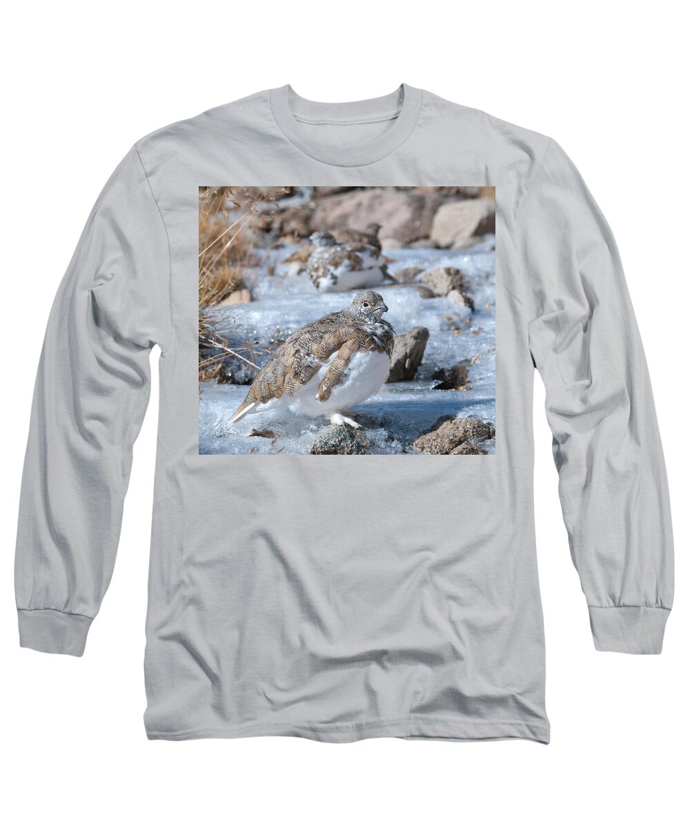 White-tailed Ptarmigan Long Sleeve T-Shirt featuring the photograph Autumn Plumage White-tailed Ptarmigan by Cascade Colors