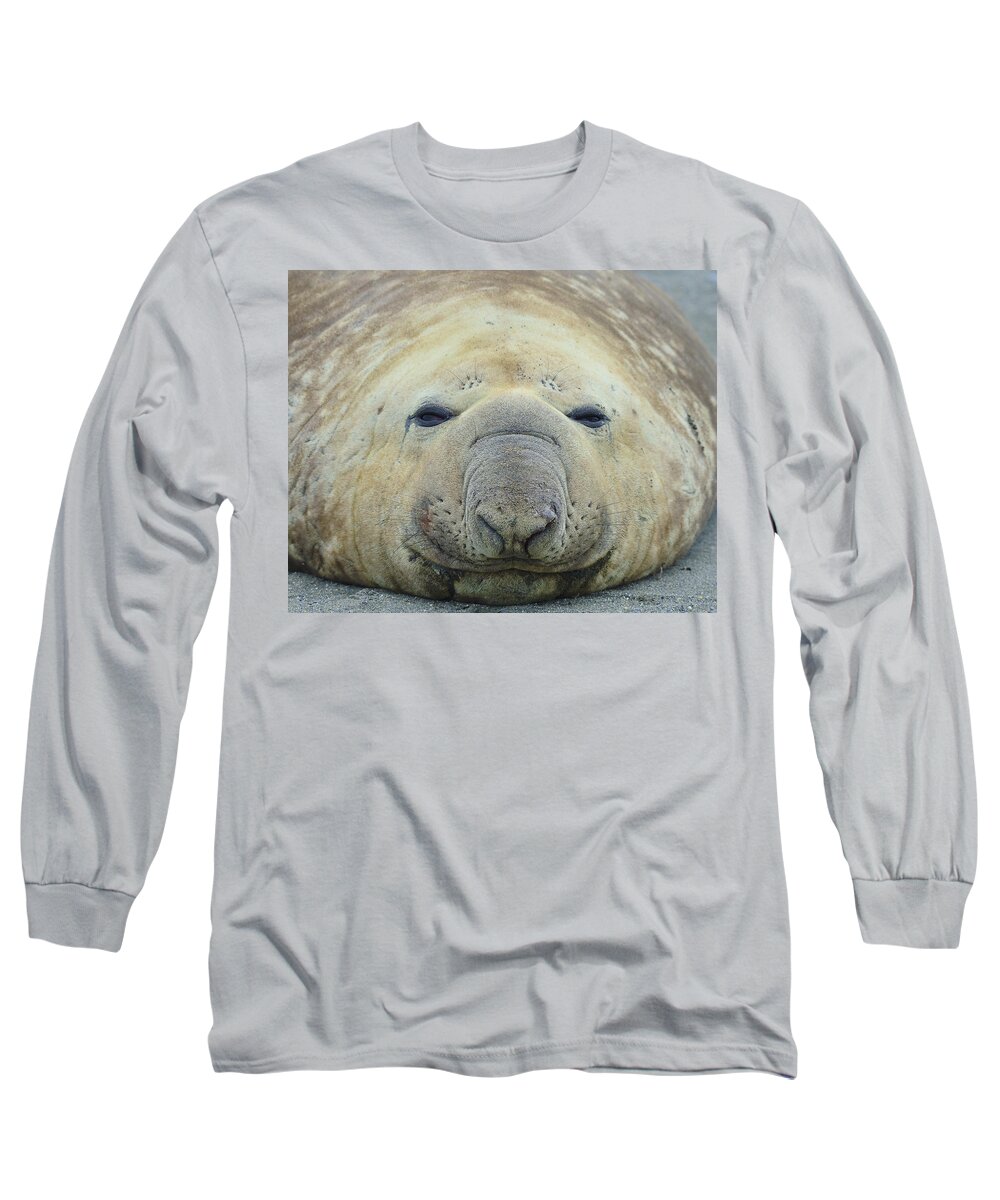 Southern Elephant Seal Long Sleeve T-Shirt featuring the photograph Beach Bum by Tony Beck