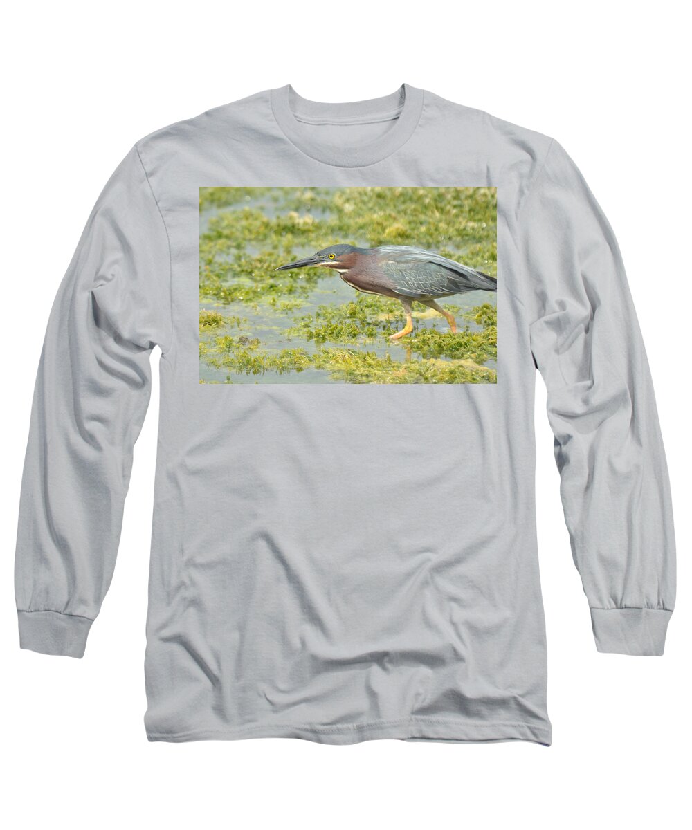 Heron Long Sleeve T-Shirt featuring the photograph Green Heron on the Hunt by Frank Madia