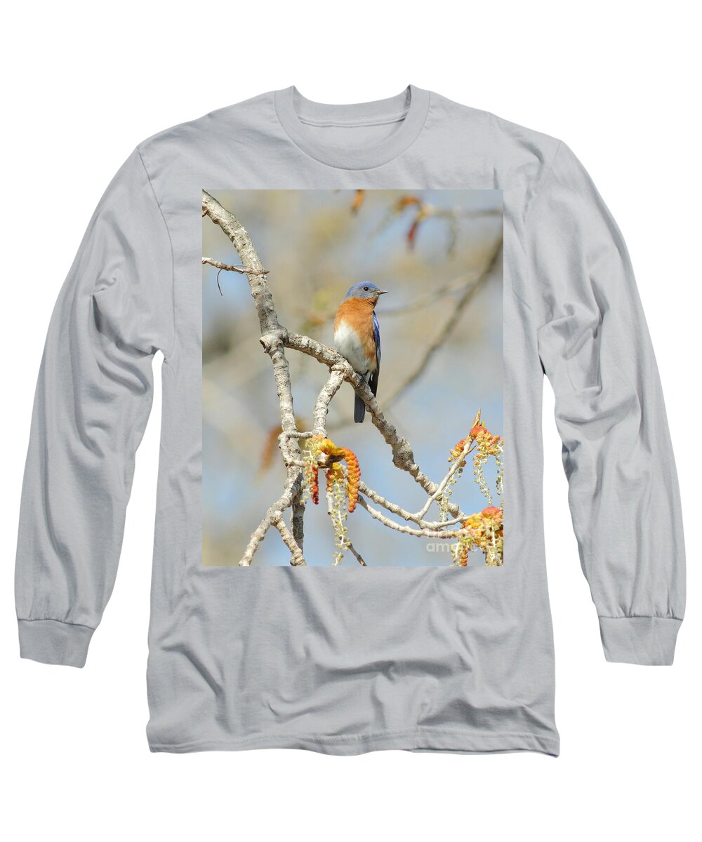 Animal Long Sleeve T-Shirt featuring the photograph Male Bluebird In Budding Tree by Robert Frederick