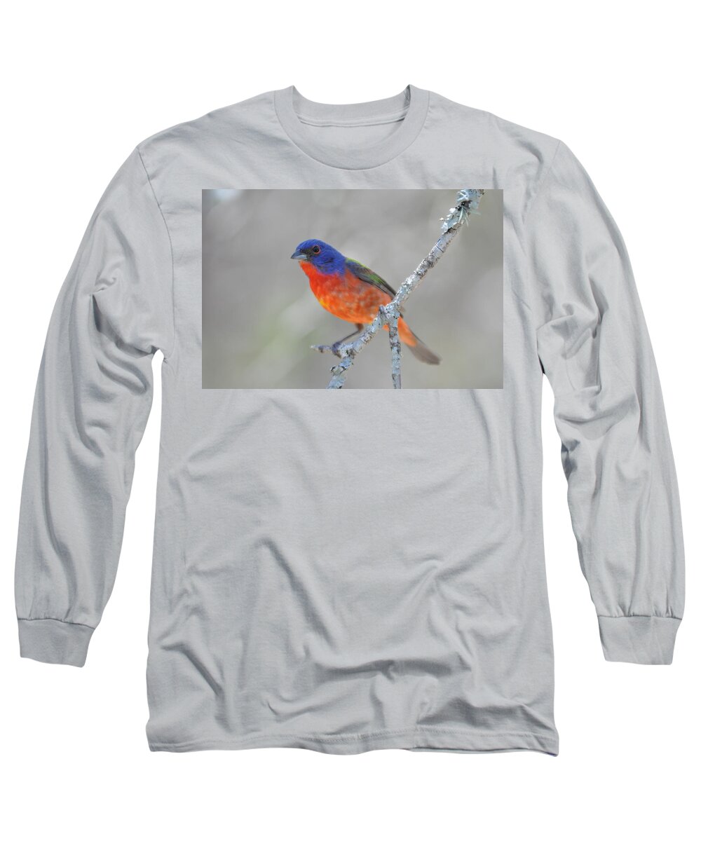 Bunting Long Sleeve T-Shirt featuring the photograph Painted Bunting by Frank Madia