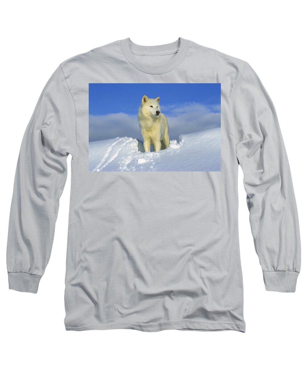 Feb0514 Long Sleeve T-Shirt featuring the photograph White Wolf In The Snow Idaho by Tom Vezo