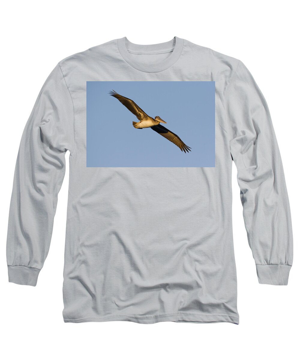 00429758 Long Sleeve T-Shirt featuring the photograph Brown Pelican Juvenile Flying by Sebastian Kennerknecht